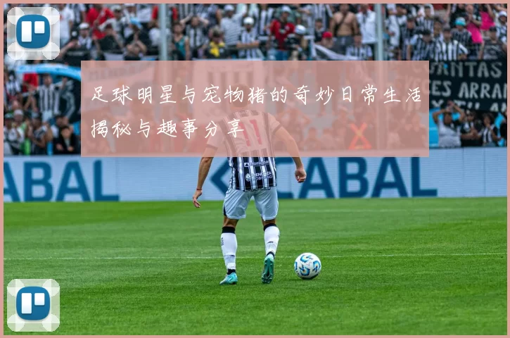 足球明星与宠物猪的奇妙日常生活揭秘与趣事分享